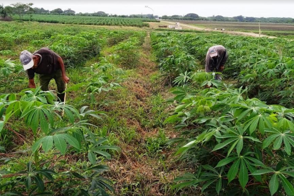 En Camagüey chequean marcha de la producción de alimentos