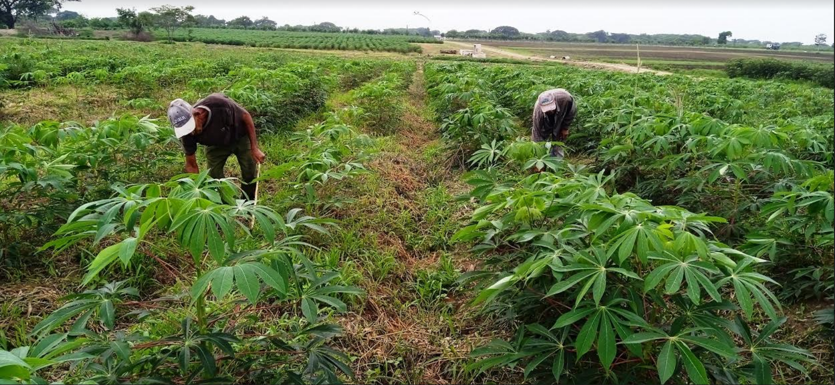En Camagüey chequean marcha de la producción de alimentos