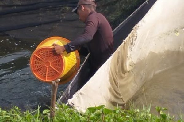 Pescacam inicia campaña de alevinaje
