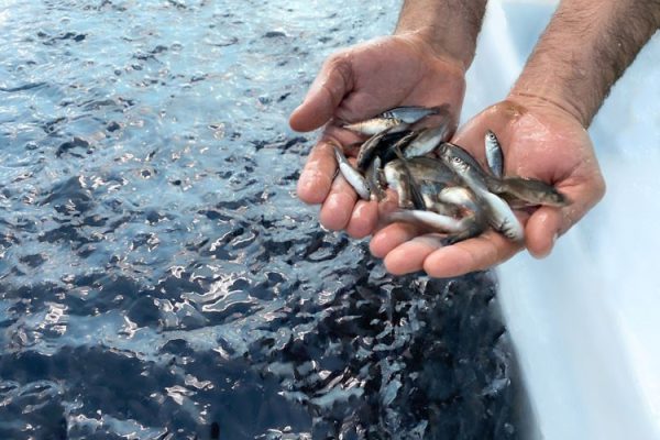 AleviCuba: referente en cría de alevines, sostenibilidad y economía local en Minas