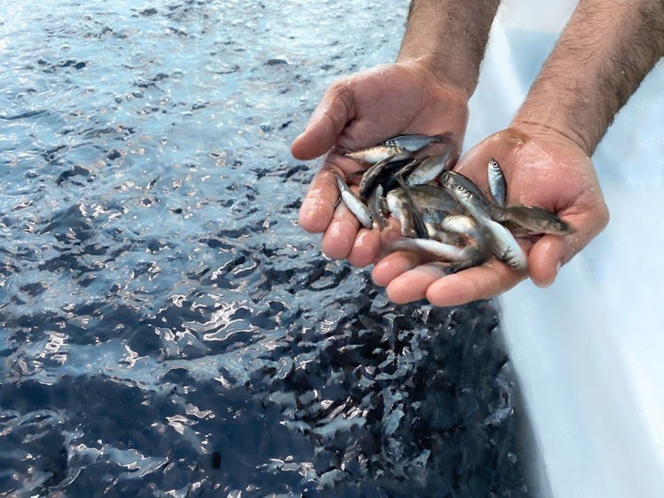 AleviCuba: referente en cría de alevines, sostenibilidad y economía local en Minas