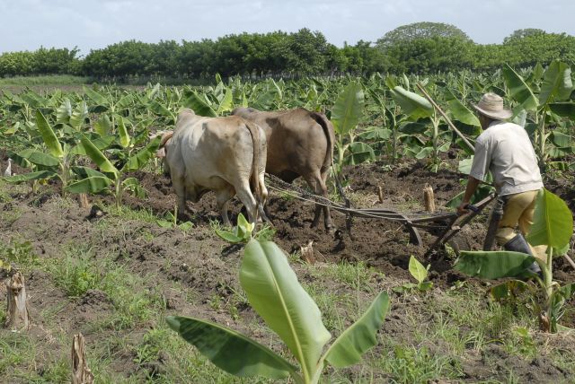 Cada surco en Vertientes: un paso firme hacia la soberanía alimentaria cubana