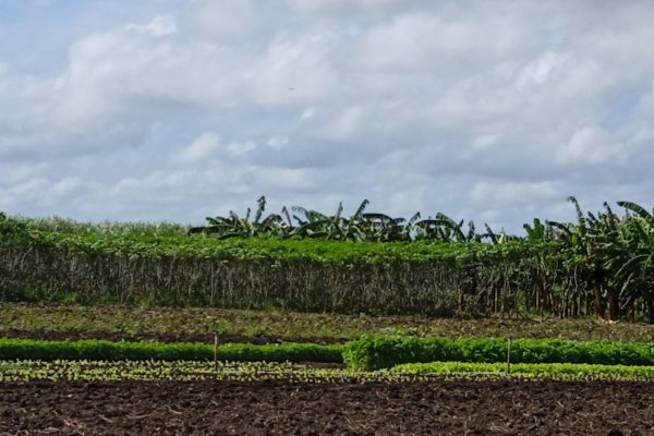 Cooperativistas de Camagüey diversifican las producciones