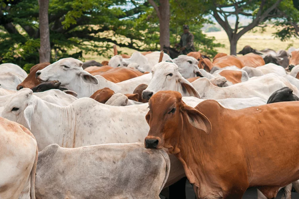 Cooperativa camagüeyana La Unión, Vanguardia Nacional por oncena ocasión