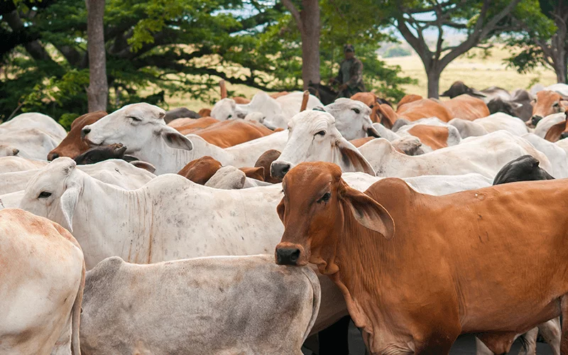 Cooperativa camagüeyana La Unión, Vanguardia Nacional por oncena ocasión