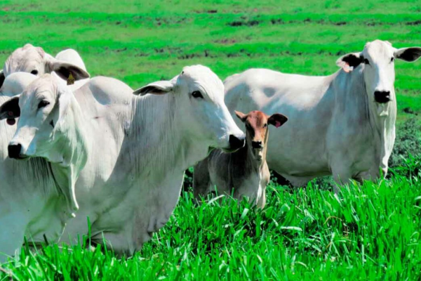 Rescate de prácticas tradicionales y silvopastoreo fortalecen la ganadería en Camagüey