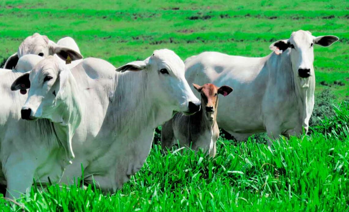 Rescate de prácticas tradicionales y silvopastoreo fortalecen la ganadería en Camagüey