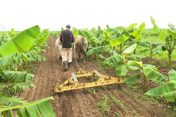 Anillo verde de la ciudad de Camagüey al servicio del pueblo