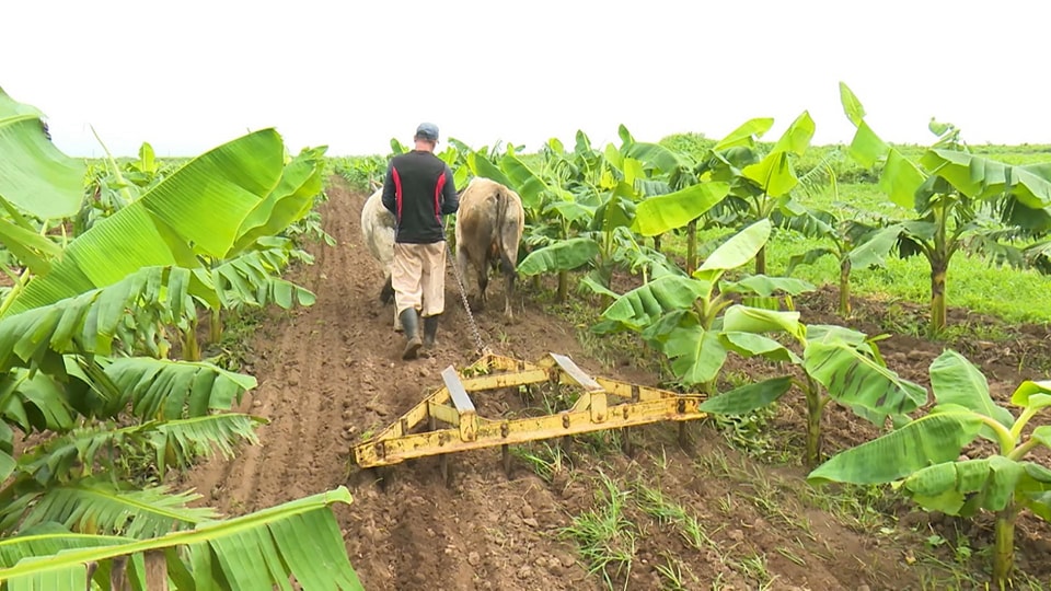 Anillo verde de la ciudad de Camagüey al servicio del pueblo