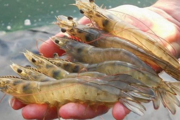 Colaboración Cuba-Vietnam impulsa desarrollo sostenible de la acuicultura en Camagüey