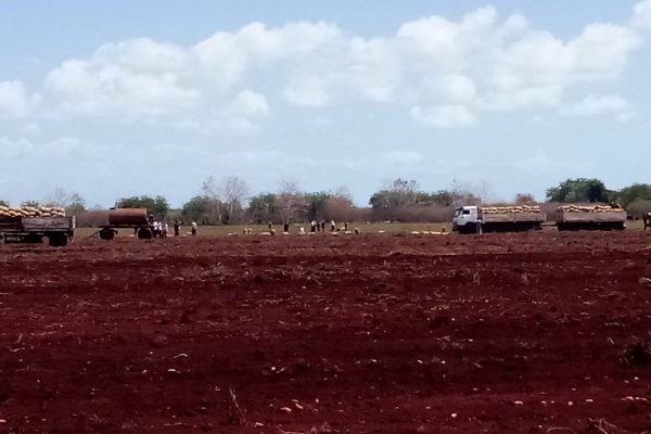 Transcurre cosecha de papa en municipio camagüeyano (+ Fotos)