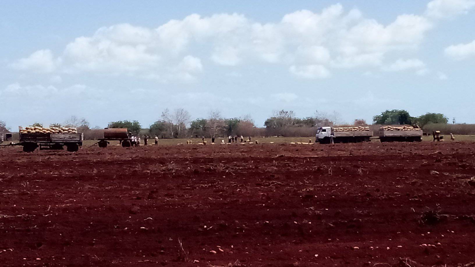 Transcurre cosecha de papa en municipio camagüeyano (+ Fotos)