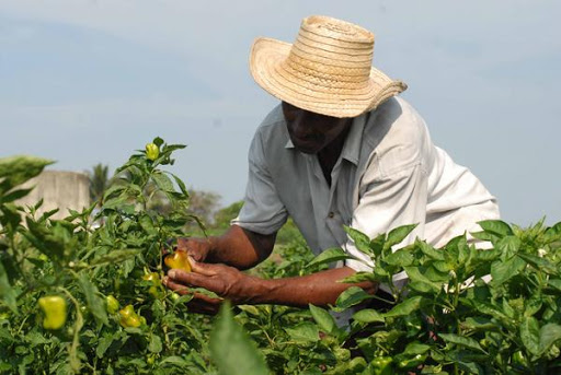 Sierra de Cubitas apuesta por diversificación de cultivos y tecnología agrícola