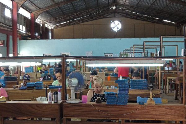 Tabacaleros floridanos cumplen planes productivos en saludo a la efeméride proletaria