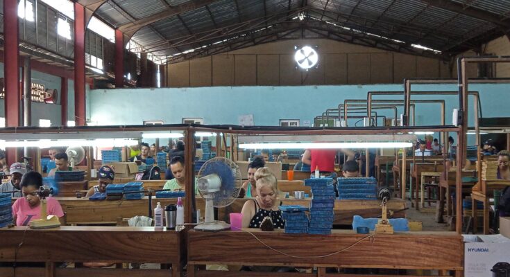 Tabacaleros floridanos cumplen planes productivos en saludo a la efeméride proletaria