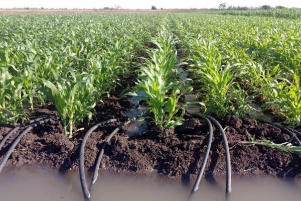 Camagüey destaca por su compromiso con la agricultura sostenible y responsable