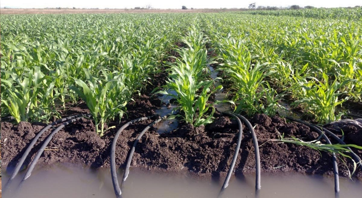 Camagüey destaca por su compromiso con la agricultura sostenible y responsable