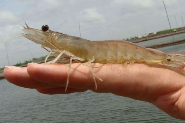 Camagüey inicia segundo ciclo de cultivo intensivo de camarón con tecnología vietnamita