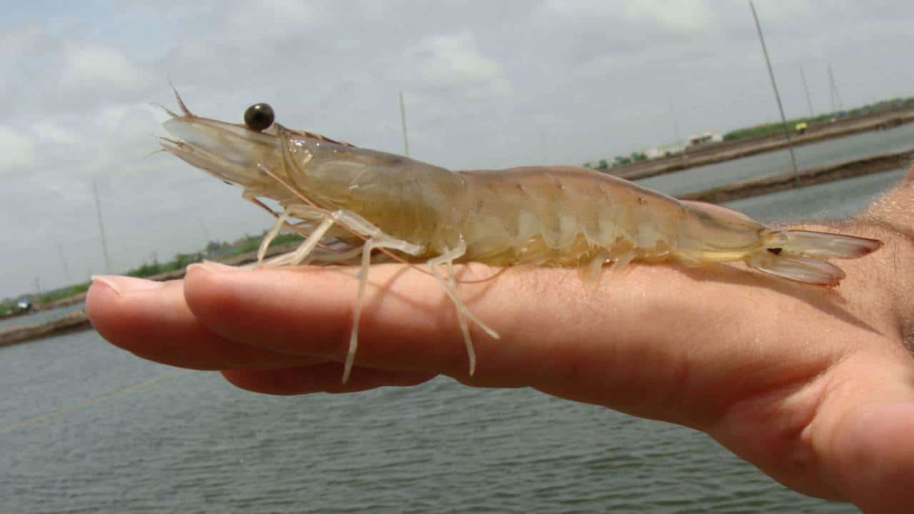 Camagüey inicia segundo ciclo de cultivo intensivo de camarón con tecnología vietnamita