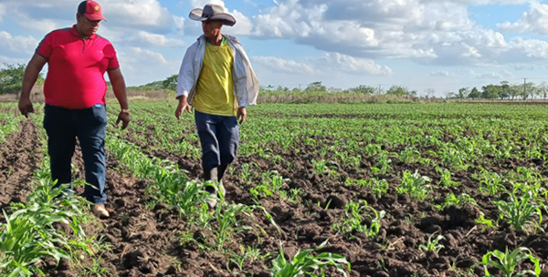 Cooperativa de Jimaguayú prevé aportar un millón de litros de leche