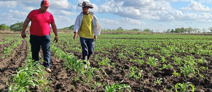 Cooperativa de Jimaguayú prevé aportar un millón de litros de leche