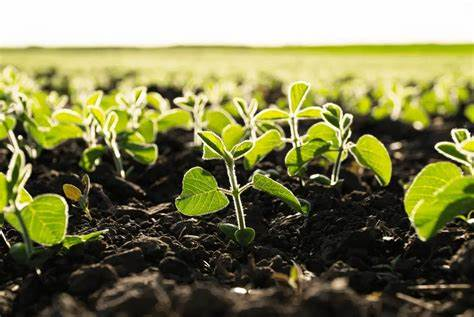 Innovación agrícola en Minas: carbonilla promueve el desarrollo sostenible del campo