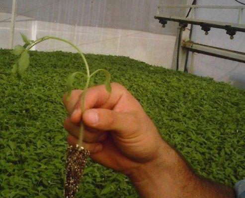 Geominera Camagüey procesará producto de gran utilidad en la agricultura