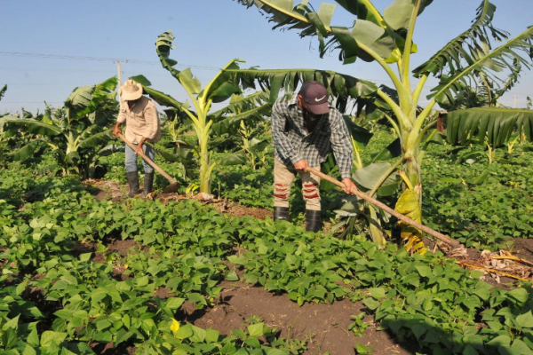 Declarada Vanguardia Nacional cooperativa campesina camagüeyana