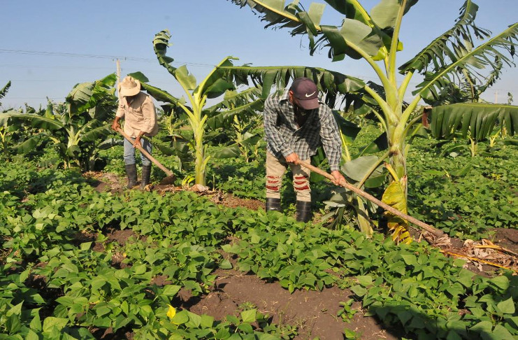Declarada Vanguardia Nacional cooperativa campesina camagüeyana