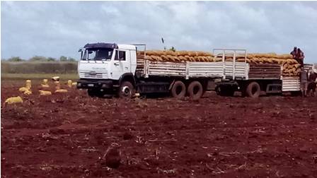 Finaliza cosecha de papa en Sierra de Cubitas, Camagüey