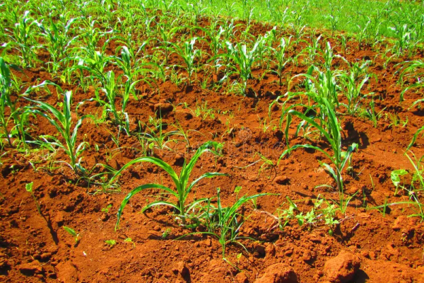 Técnicas innovadoras en Sierra de Cubitas fomentan desarrollo sustentable agrícola