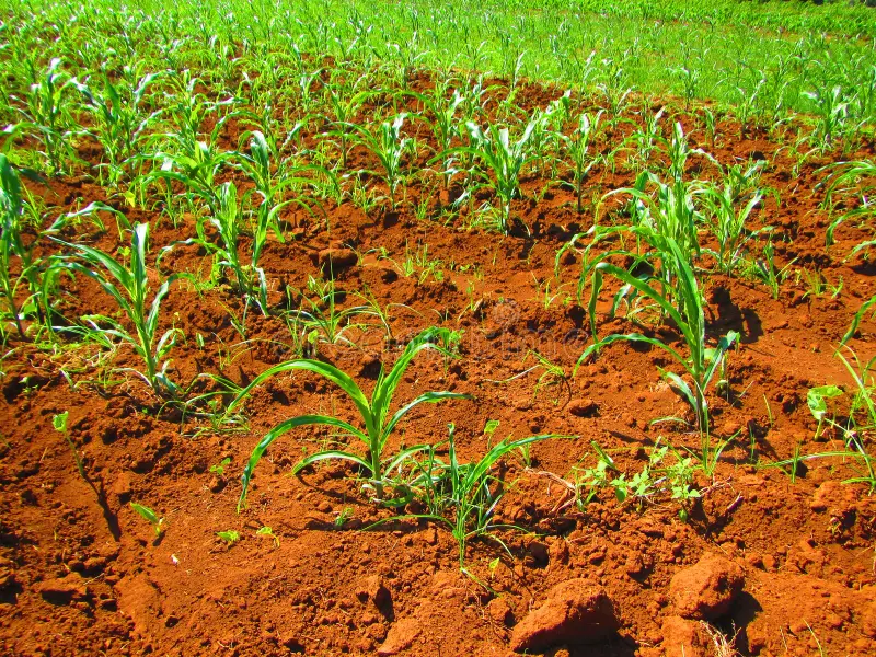 Técnicas innovadoras en Sierra de Cubitas fomentan desarrollo sustentable agrícola