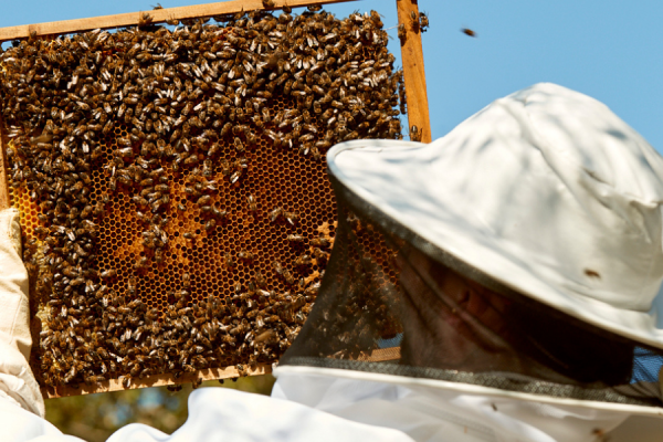Apicultores floridanos preparan bienvenida al día mundial de las abejas