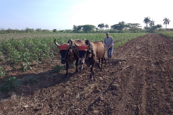 Aurelio Marrero: un campesino que marcha en la avanzada productiva de Florida