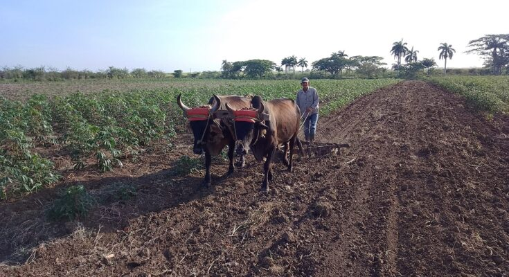 Aurelio Marrero: un campesino que marcha en la avanzada productiva de Florida