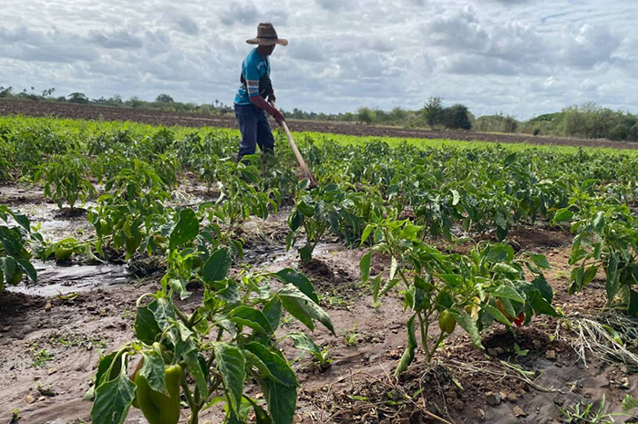 Campesino camagüeyano asegura cultivos de gran demanda popular (+ Fotos)