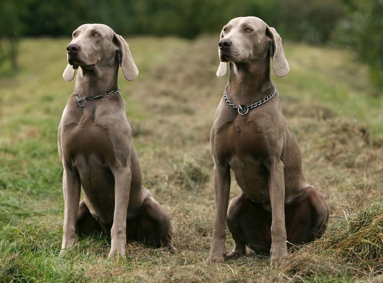 Invitan a exhibiciones de perros Collies y Weimaraner