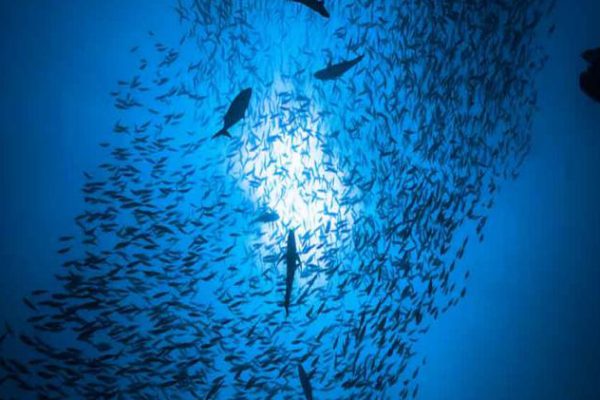 Pese al impacto humano muchas comunidades de peces se conservan