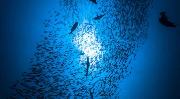 Pese al impacto humano muchas comunidades de peces se conservan