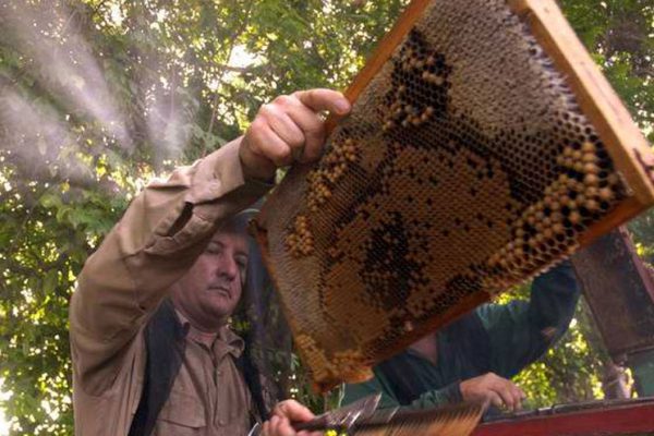 Impulsan avance de apicultura cubana con ciencia y tecnología