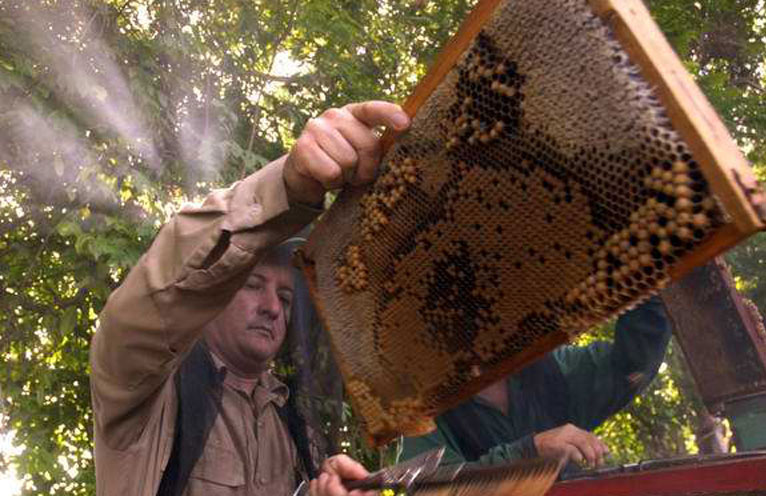 Impulsan avance de apicultura cubana con ciencia y tecnología