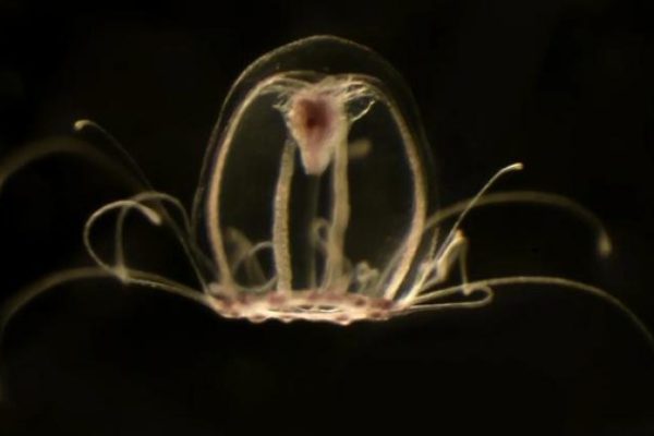 La medusa inmortal: un anhelo humano en el fondo del mar