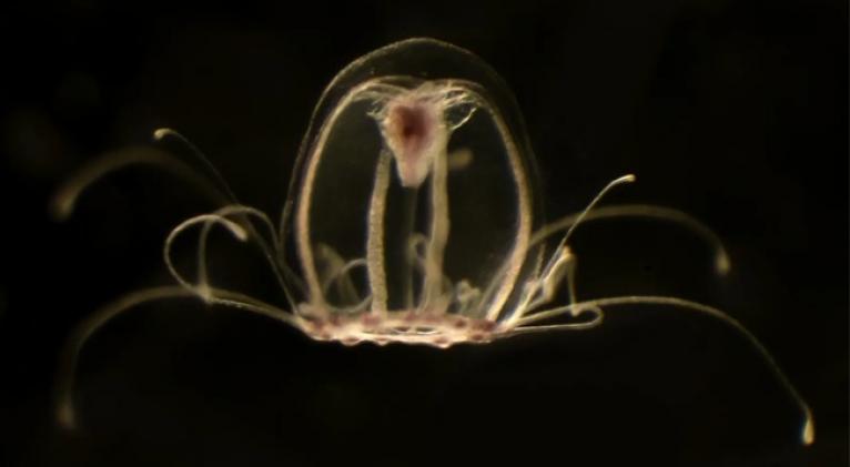 La medusa inmortal: un anhelo humano en el fondo del mar