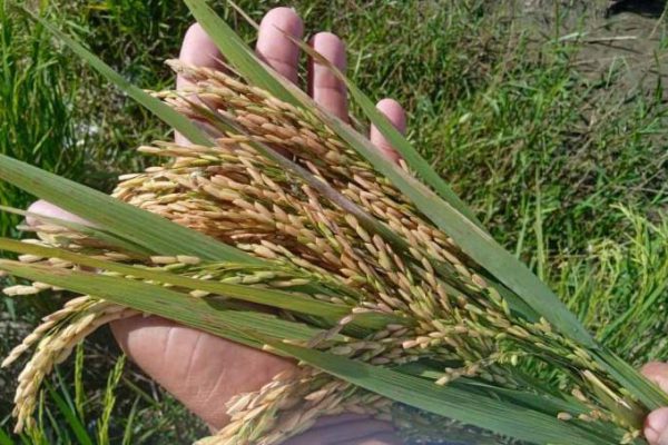 Variedad cubana de arroz Ginés LP-18 muestra alto potencial