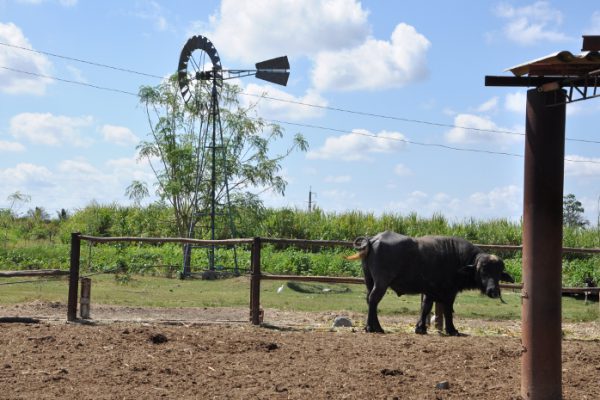 Funcionan en Camagüey 1650 molinos de viento
