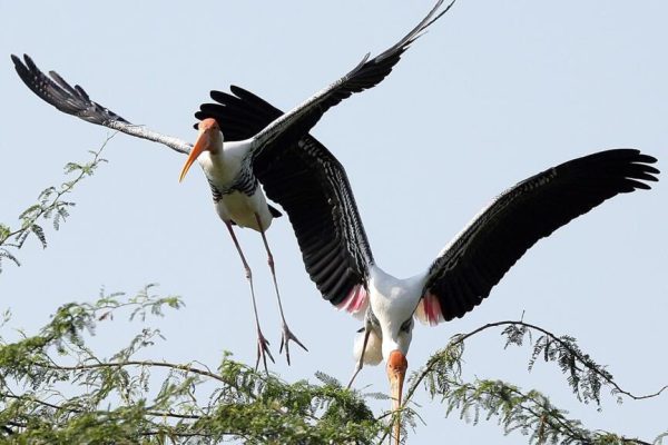 Poblaciones de aves en los trópicos disminuyeron un tercio desde 1980