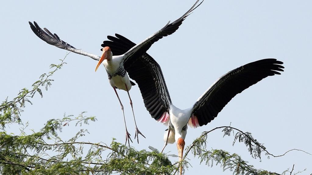 Poblaciones de aves en los trópicos disminuyeron un tercio desde 1980