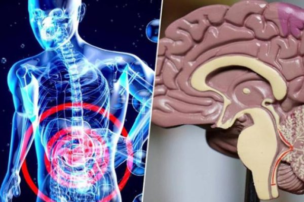 Alzhéimer: El intestino avisa antes que el cerebro