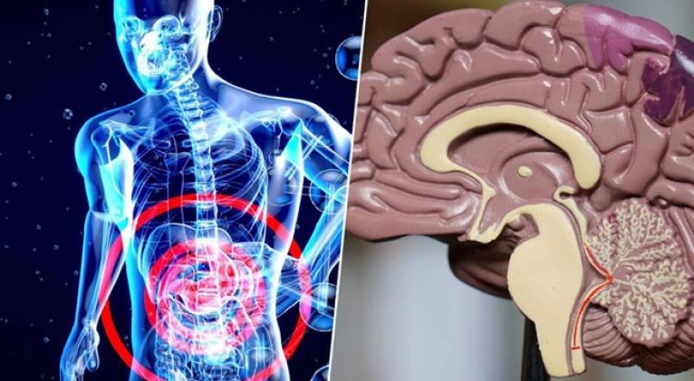 Alzhéimer: El intestino avisa antes que el cerebro