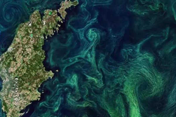 La fotosíntesis está aumentando a nivel global